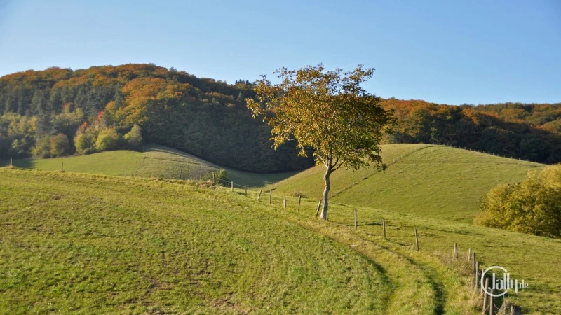 Autumn picture forest edge