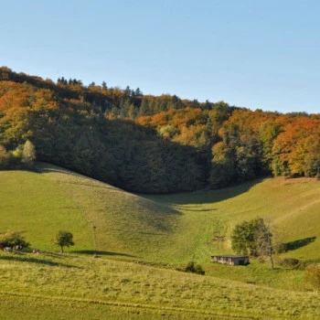 Herbstbild Wald