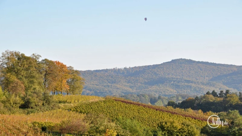 Autumn picture vineyards Bergstrasse