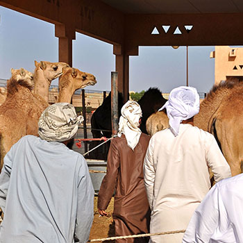 Kamelmarkt in Al Ain und Berg Jabel Hafeet