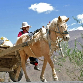 Tibeterin in einer Pferdekutsche auf der Straße