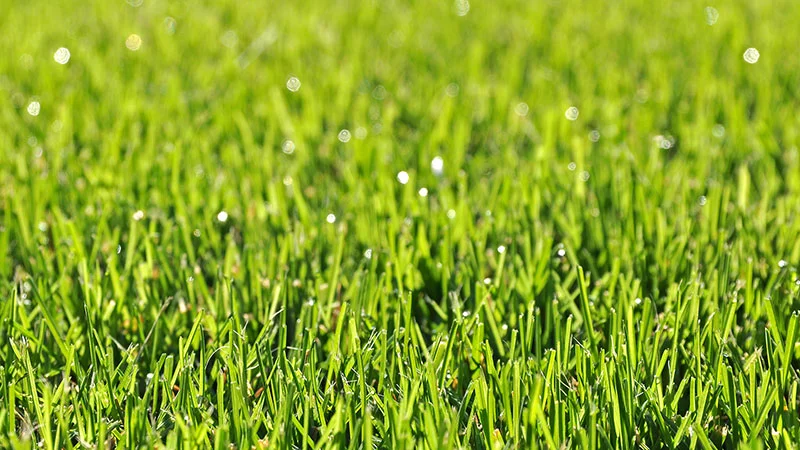 Grünes Gras auf unserem Rasen Grünes Gras auf unserem Rasen