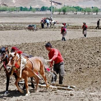 Bauer in Tibet mit Pferd und Pflug