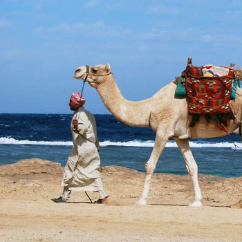 Camels in Egypt