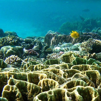 Unterwasser-Fotografie in Aegypten El Quseir