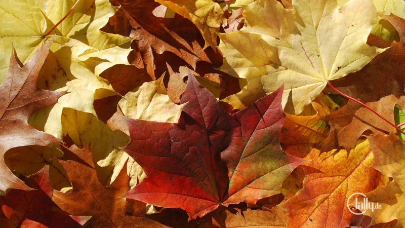 Beautiful autumn image with foliage