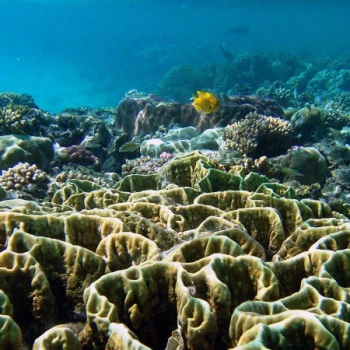 Underwater photo of corals and fish in El Quseir Egypt