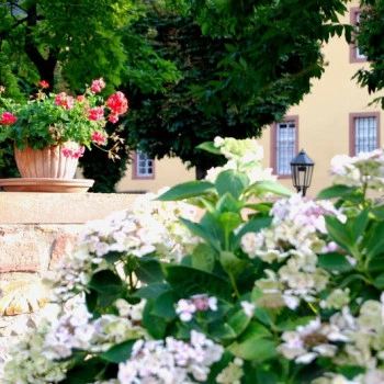 Blumen im Garten von Schloss Vollrads im Rheingau