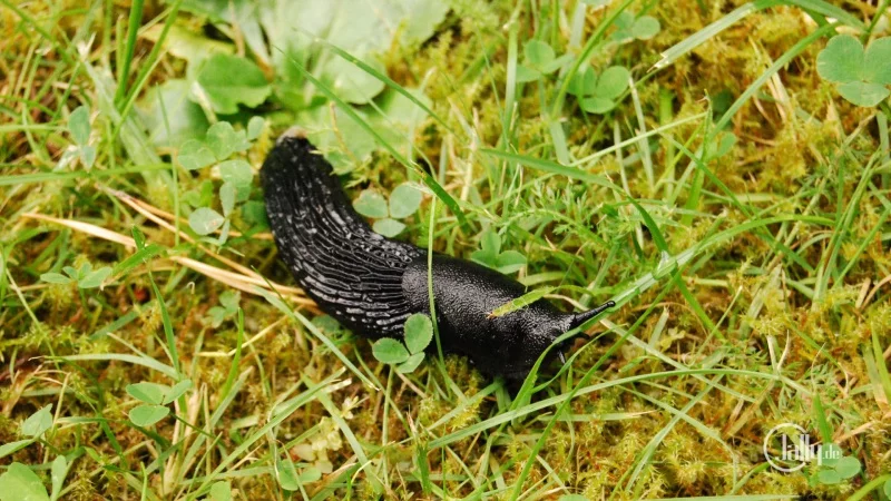 Wallpaper black snail